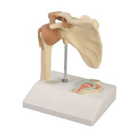 Miniature Shoulder Joint Model with Cross Section [Pack of 1]