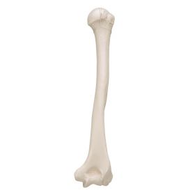 Humerus Bone Model 1 [Pack of 1]