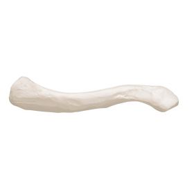 Clavicle Bone Model 1 [Pack of 1]