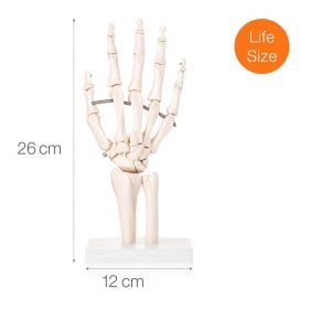 Budget Hand and Wrist Joint Model [Pack of 1]