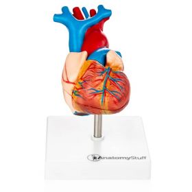 Budget Heart Model (2 part) [Pack of 1]