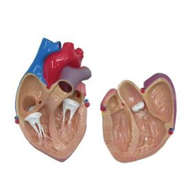 Cutaway Heart Model [Pack of 1]