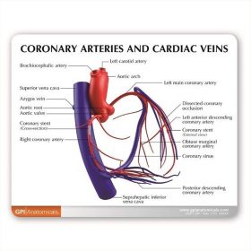 Coronary Arteries and Cardiac Veins Model [Pack of 1]