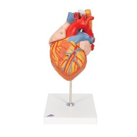 Heart Model with Oesophagus and Trachea (2 times life size, 5 part) [Pack of 1]