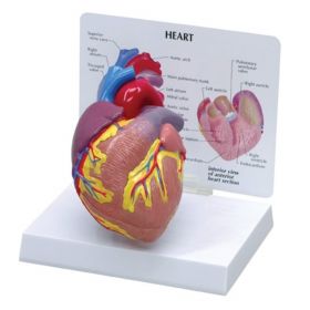 Heart Anatomy & Pathology Collection [Pack of 1]