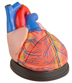 Budget Jumbo Heart Model (4 times life size, 3 part) [Pack of 1]