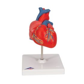Classic Anatomical Heart Model (2 part) [Pack of 1]