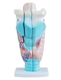 Budget Larynx Model (3 times life size, 3 part) [Pack of 1]