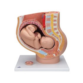 Human Pregnancy Model (40th week, 3 parts) [Pack of 1]