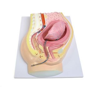 Placental Abruption Model [Pack of 1]
