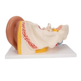 Ear Anatomy Model (3 times life size, 4 part) [Pack of 1]