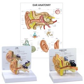 Ear Patient Education Collection [Pack of 1]