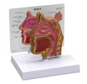 Sinus Model [Pack of 1]