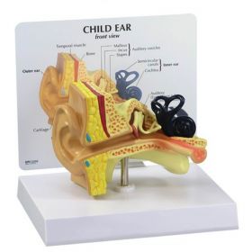 Child Ear Model [Pack of 1]