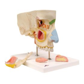 Nose Model with Paranasal Sinuses (5 part) [Pack of 1]
