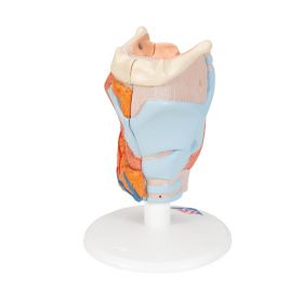 Larynx Model (2 part) [Pack of 1]