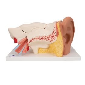Ear Model (3 times life size, 6 part) [Pack of 1]