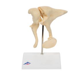 BONElike Ossicle Model (20 times life size) [Pack of  1]