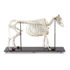 Cow Skeleton (Bos Taurus) [Pack of 1]