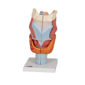 Larynx Model (2 times life size, 7 part) [Pack of 1]