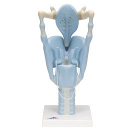 Functional Larynx Model (3 times life size) [Pack of 1]