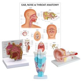 ENT Anatomy Collection [Pack of 1]