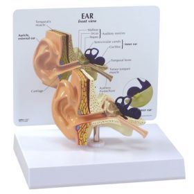 Life-size Human Ear Model [Pack of 1]