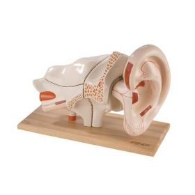 Deluxe Ear Model (5 times life size, 8 part) [Pack of 1]