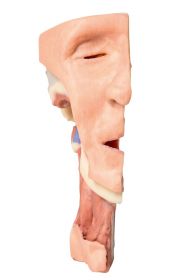 Face 3D Printed Anatomy Model (Deep Dissection) [Pack of 1]