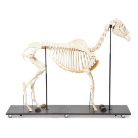 Horse Skeleton (Equus Caballus) Male [Pack of 1]