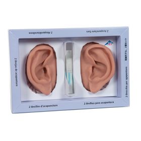 Acupuncture Ear Model Set (2 part) [Pack of 1]