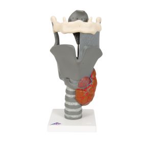 Functional Human Larynx Model [Pack of 1]