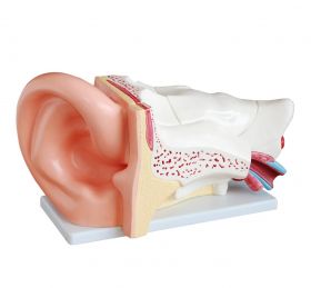 Budget Giant Ear Model (5 times life size, 6 part) [Pack of 1]
