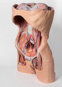 Posterior Abdominal Wall 3D Printed Anatomy Model [Pack of 1]