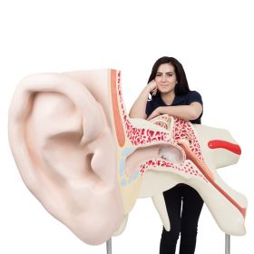 World's Largest Ear Model (15 times life size, 3 part) [Pack of 1]