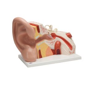 Giant Ear Model (5 times life size, 3 part) [Pack of 1]