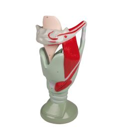 Giant Functional Larynx Model (4 times life size) 1 [Pack of 1]