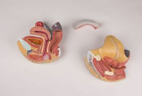 Female Genital Organs Model (4 part) 1 [Pack of 1]