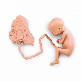 Foetus Model with Placenta (7 months old, Female) [Pack of 1]