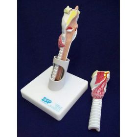 Larynx Model (2 part) 1 [Pack of 1]