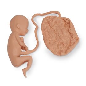 Foetus Model (20 weeks) [Pack of 1]