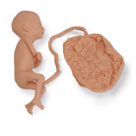 Foetus Model (5 months, Female) [Pack of 1]