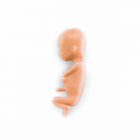 Foetus Model (13 weeks) [Pack of 1]