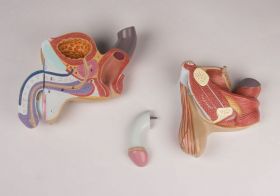 Male Genital Organs Model (4 part) [Pack of 1]