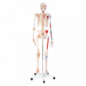 Budget Skeleton Model with Muscles and Ligaments [Pack of 1]