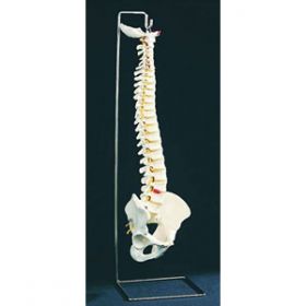 Flexible Spine Educational Aids With Stand