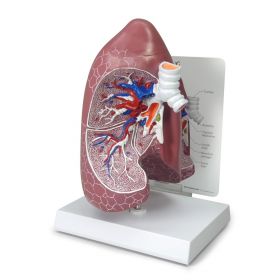 Lung Anatomy Model [Pack of 1]