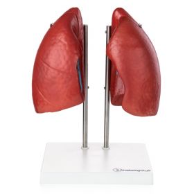 Budget Lungs Model (4 part) [Pack of 1]