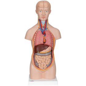 Mini Torso Anatomy Model (12 part) [Pack of 1]