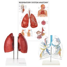 Lung Anatomy Collection [Pack of 1]
